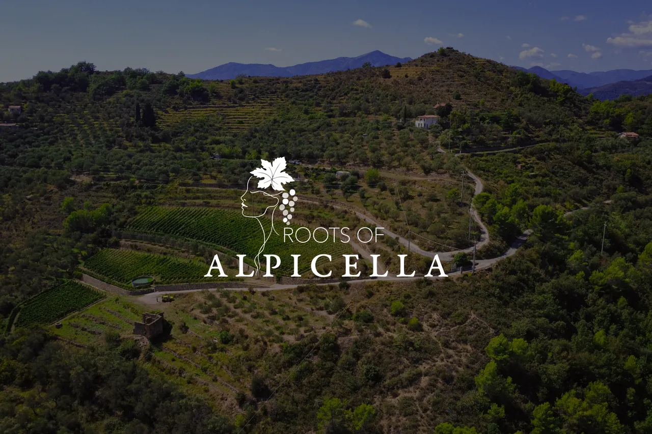 Roots of Alpicella: En ny vingård i Liguria, fra første skisse til ferdig nettside og film.